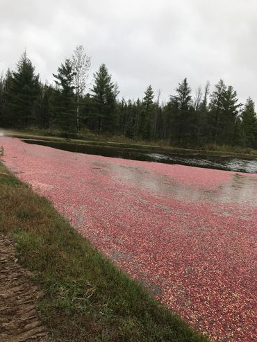 Cranberries floating in marsh/bog in Northern Wisconsin during harvest season.