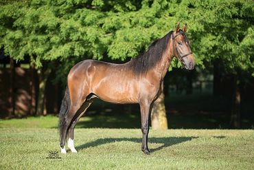 Slideshow of Paso Finos