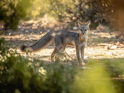 Grey Fox on Emersome Big Racks Ranch