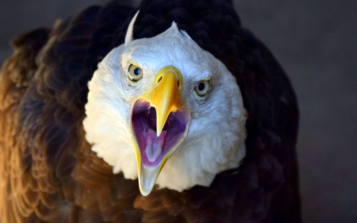 Raptors, birds of prey, bald eagles, rehab, wildlife rehab