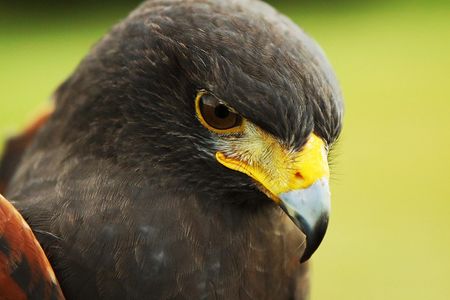 Astro, harris's hawk Wildlife Education, Falconry, Raptor Rehabilitation