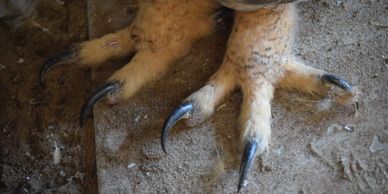 Strong grasping feet equipped with sharp talons, Feet are the primary weapons and protection.