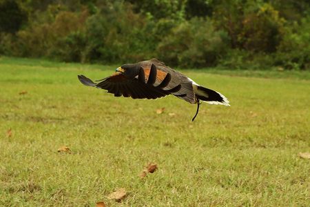 Dino, harris's hawk Wildlife Education, Falconry, Raptor Rehabilitation