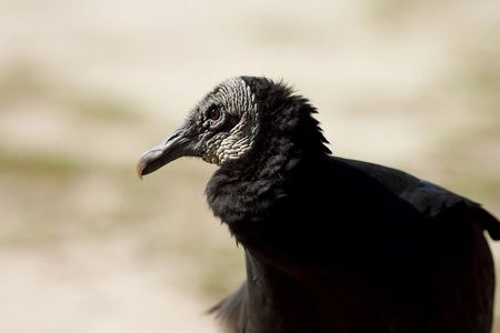 Lavinia, Black Vulture, Wildlife Education, Falconry, Raptor Rehabilitation