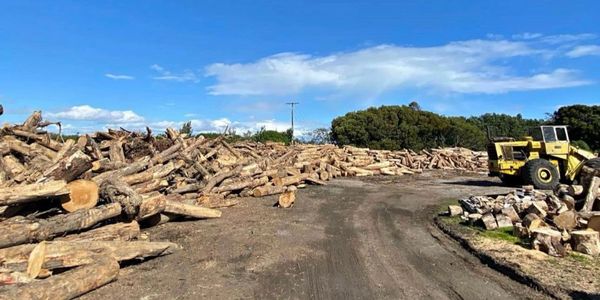 Large piles of logs with a yellow loader under a clear blue sky.