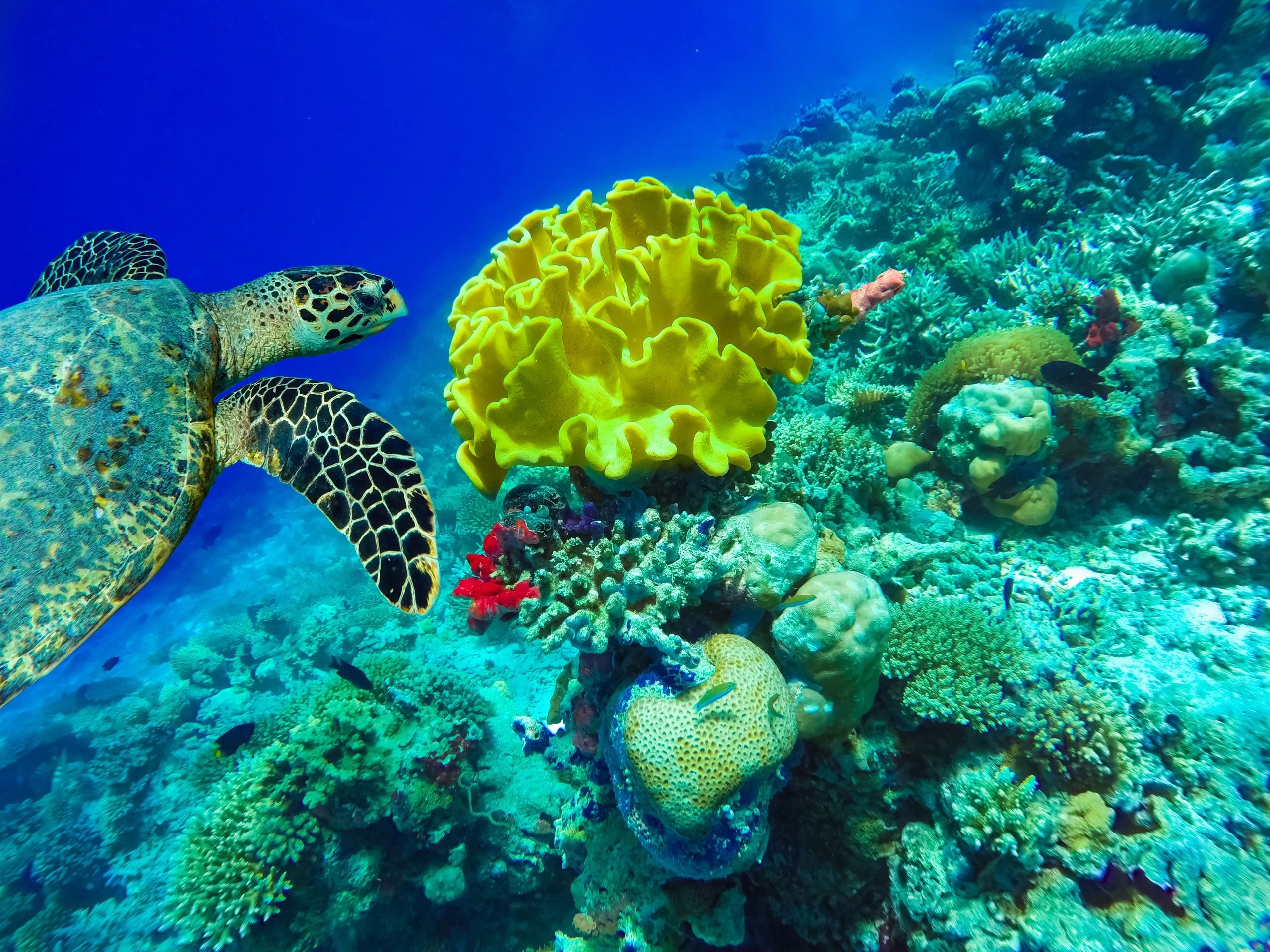 Deep Sea Scuba host portfolio