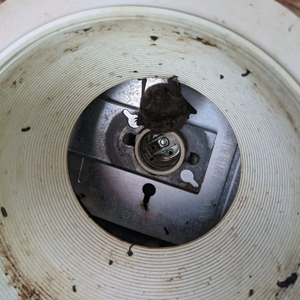 A bat hanging inside a light fixture.