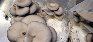Blue oyster mushrooms