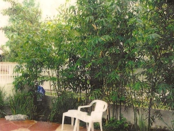 Bamboo