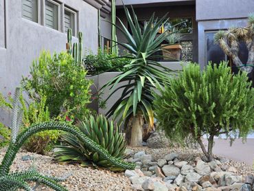 Sonoran Landscape, Desert Landscape, Xeriscape, Architectural Plants, Low Water Use, Drip Systems