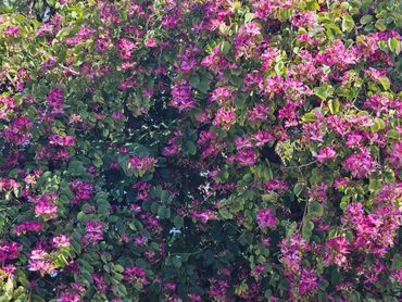 Bougainvillea, Low Water Use, Xeriscape, Tropical Color