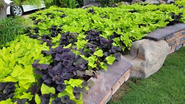 Tropical Ground Cover, Walls, Decorative Walls, Stone Work, Low Water Use