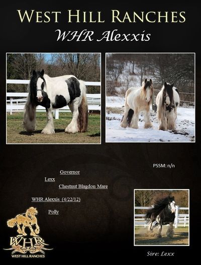 Gypsy Vanner Horses For Sale, Lexx, Gypsy Vanner Foals For Sale, West Hill Ranches