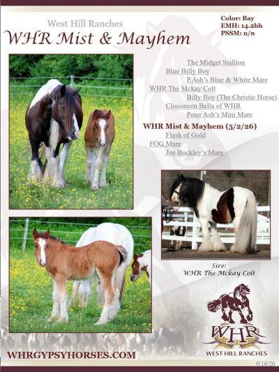 WHR Mist & Mayhem Gypsy Vanner foal and mare.