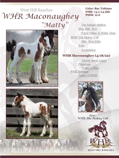 Gypsy Vanner Horses For Sale : WHR Maconaughey