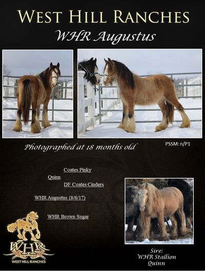 Gypsy Vanner Foal : WHR Augustus (WHR Brown Sugar x Cappoquinn)