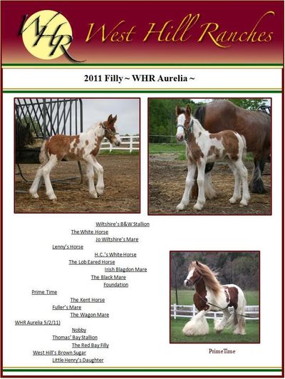 Gypsy Vanner Foal : WHR Aurelia (Brown Sugar x Prime Time)