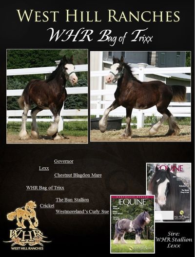 Gypsy Vanner Foal : WHR Bag of Trixx (Westmoreland Cricket  x Lexx)
