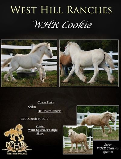 Gypsy Vanner Foal: WHR Cookie (WHR Spiced Just Right x Cappoquinn