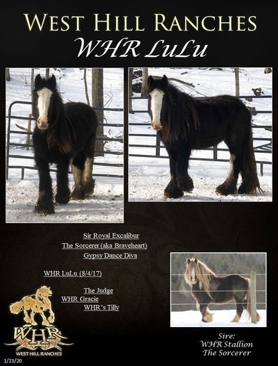 Gypsy Vanner Filly For Sale