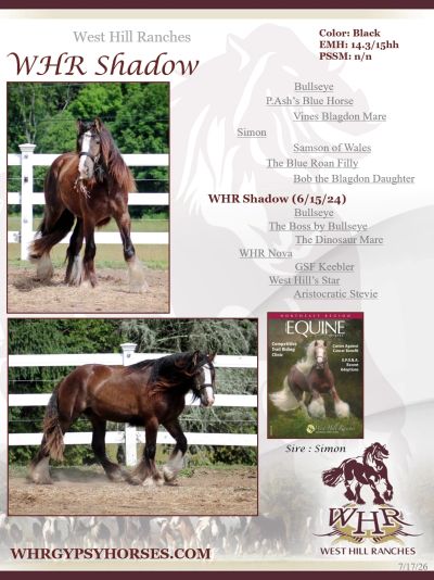 WHR Shadow, a black Gypsy horse from West Hill Ranches.