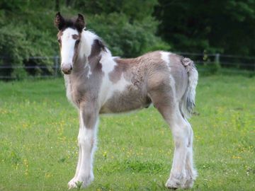 Gypsy Vanner Horses For Sale, Gypsy Horses, West Hill Ranches