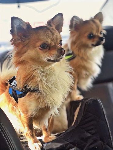 NZ Ch AmigoReal Louis Vuitton - Chihuahua (Long Coat). Copyright © - AmigoReal Chihuahuas