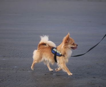 NZ Ch AmigoReal Louis Vuitton - Chihuahua (Long Coat). Copyright © - AmigoReal Chihuahuas