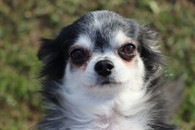 Close-up of a small black and white dog outdoors.