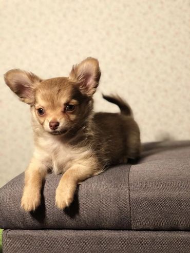 NZ Ch AmigoReal Louis Vuitton - Chihuahua (Long Coat). Copyright © - AmigoReal Chihuahuas