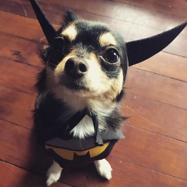 New Zealand Chihuahua (Long Coat).
Copyright © - AmigoReal Chihuahuas