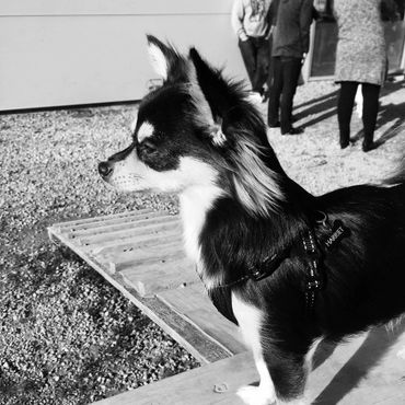 New Zealand Chihuahua (Long Coat).
Copyright © - AmigoReal Chihuahuas