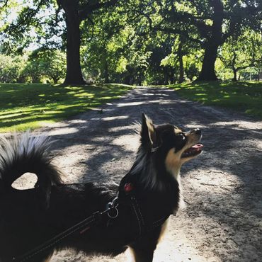 New Zealand Chihuahua (Long Coat).
Copyright © - AmigoReal Chihuahuas