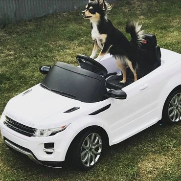 New Zealand Chihuahua (Long Coat).
Copyright © - AmigoReal Chihuahuas