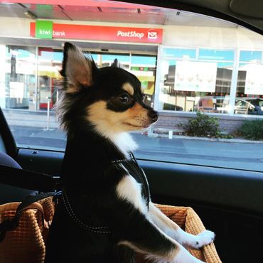 New Zealand Chihuahua (Long Coat).
Copyright © - AmigoReal Chihuahuas