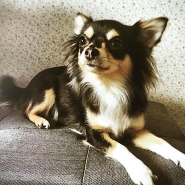 New Zealand Chihuahua (Long Coat).
Copyright © - AmigoReal Chihuahuas