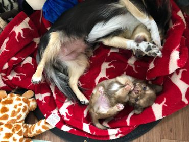 New Zealand Chihuahua (Long Coat).
Copyright © - AmigoReal Chihuahuas