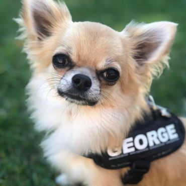 New Zealand Chihuahua (Long Coat).
Copyright © - AmigoReal Chihuahuas