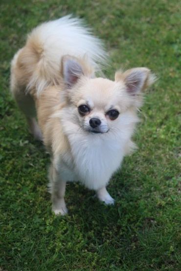 NZ Ch El-Toro Riccardo at Teddee - Chihuahua (Long Coat). Copyright © - AmigoReal Chihuahuas