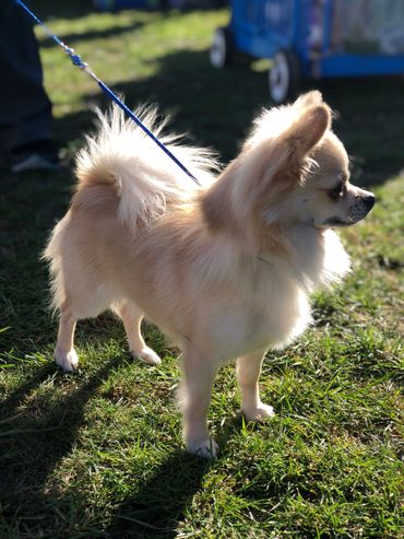NZ Ch El-Toro Riccardo at Teddee - Chihuahua (Long Coat). Copyright © - AmigoReal Chihuahuas