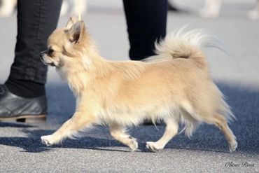 New Zealand Chihuahua (Long Coat).
Copyright © - AmigoReal Chihuahuas