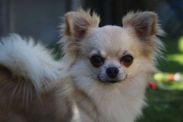 NZ Ch El-Toro Riccardo at Teddee - Chihuahua (Long Coat). Copyright © - AmigoReal Chihuahuas