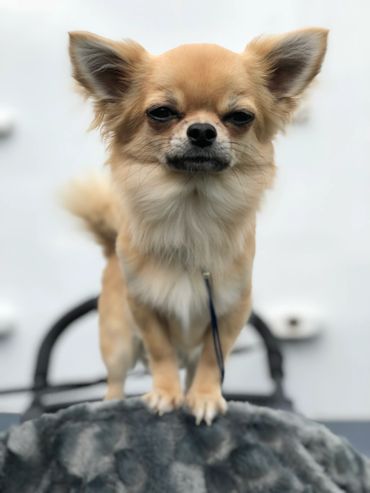 New Zealand Chihuahua (Long Coat).
Copyright © - AmigoReal Chihuahuas