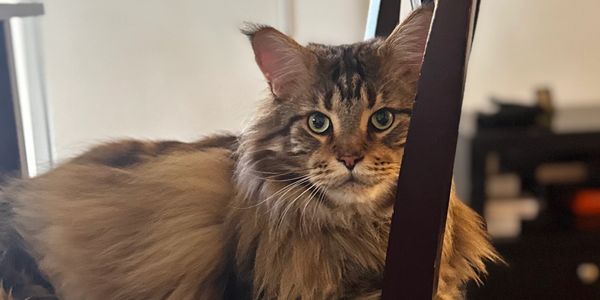 Major the Maine Coon