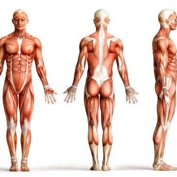 Muscle, joint, ligament and tendon systems Edmonton and South Cairns Chiropractor