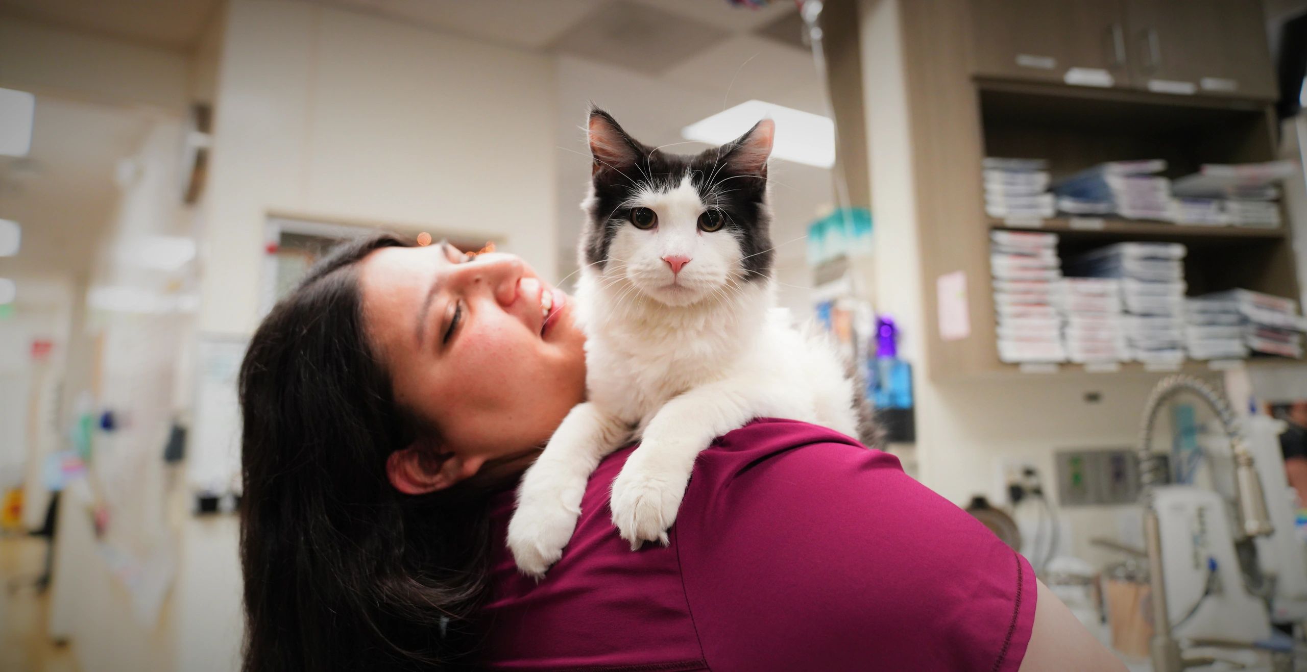 Cat Vca 12 Mile Animal Hospital Vca Beacon Hill Cat Beacon Cat