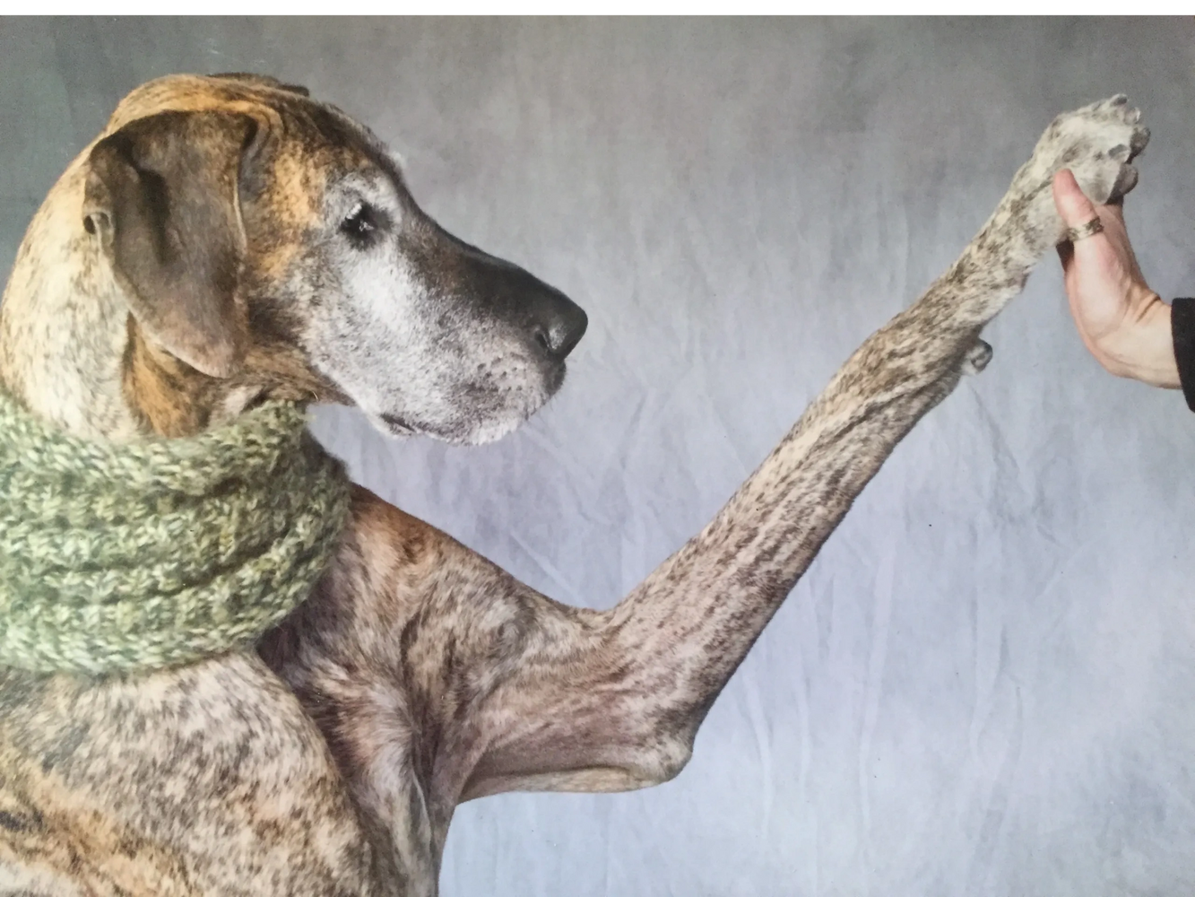 Great Dane giving a high five while wearing a green knitted scarf.