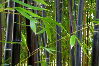 Black bamboo growing close up