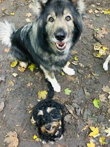 Dogs walking in Kingswood
