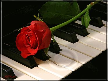 Arose flower kept on a keyboard